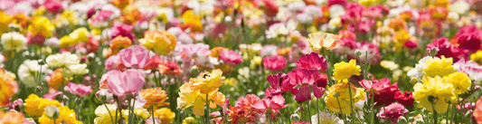 Düfte, die Bezaubern: Raumduft und seine Kunst der Perfektion